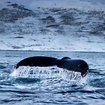 Alojamento de Turismo Selvagem Vannoy Sport Og Havfiske Vannvag