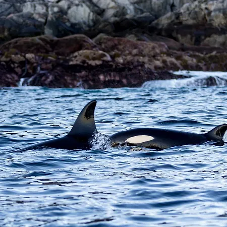 Lodge Vannoy Sport Og Havfiske