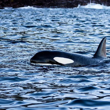 Vannoy Sport Og Havfiske Lodge *